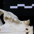 Dentition supérieure (7700 visites) Felis silvestris - Jeune adulteCollection : M.F.Bonifay, MMSH (don M. Jeannet 1976) - Pays : France,... Dentition supérieure