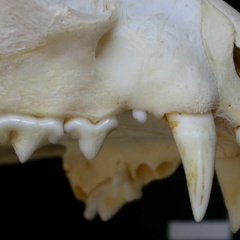 Dentition supérieure (6923 visites) Felis silvestris - Jeune adulteCollection : M.F.Bonifay, MMSH (don M. Jeannet 1976) - Pays : France,... Dentition supérieure