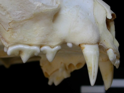 Dentition supérieure (6925 visites) Felis silvestris - Jeune adulteCollection : M.F.Bonifay, MMSH (don M. Jeannet 1976) - Pays : France,... Dentition supérieure