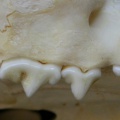 Fs-dentsup4.JPG
