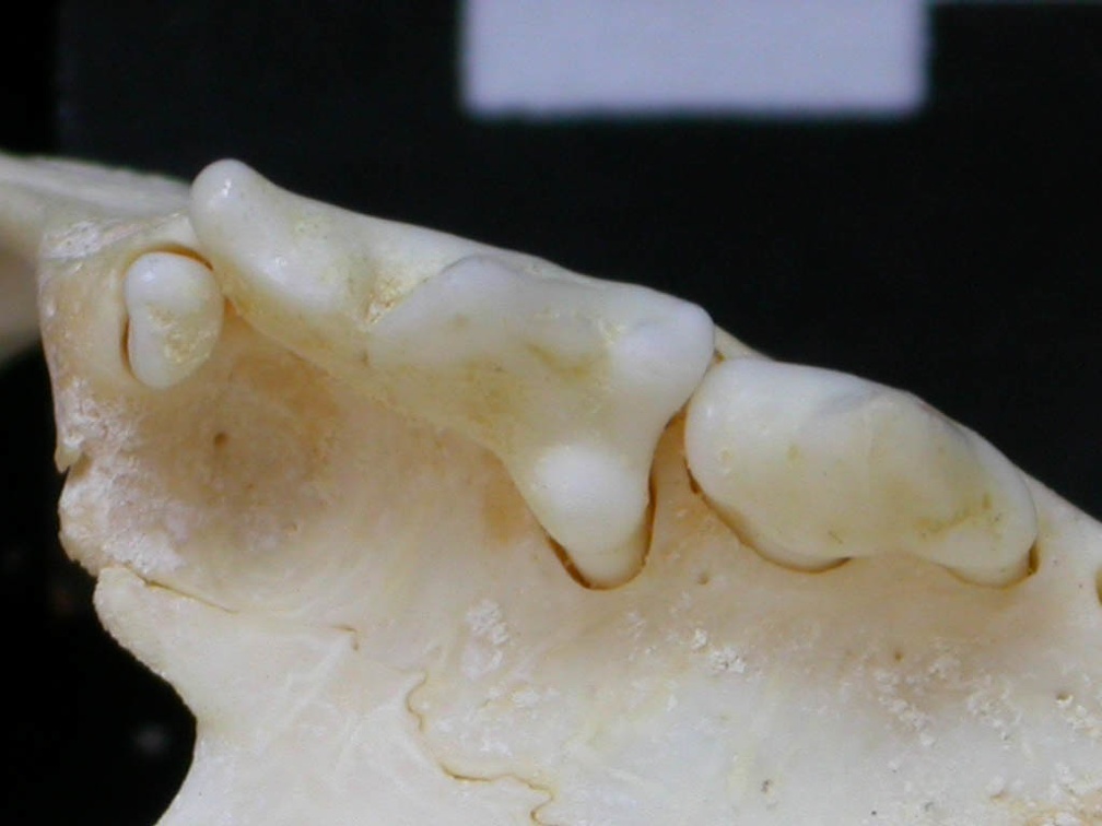 Dentition supérieure (7169 visites) Felis silvestris - Jeune adulteCollection : M.F.Bonifay, MMSH (don M. Jeannet 1976) - Pays : France,... Dentition supérieure