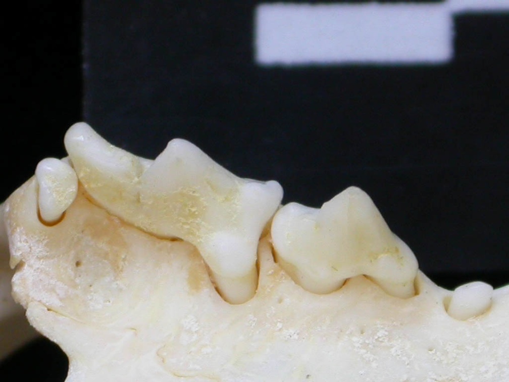 Dentition supérieure (6871 visites) Felis silvestris - Jeune adulteCollection : M.F.Bonifay, MMSH (don M. Jeannet 1976) - Pays : France,... Dentition supérieure