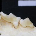 Dentition supérieure (6895 visites) Felis silvestris - Jeune adulteCollection : M.F.Bonifay, MMSH (don M. Jeannet 1976) - Pays : France,... Dentition supérieure