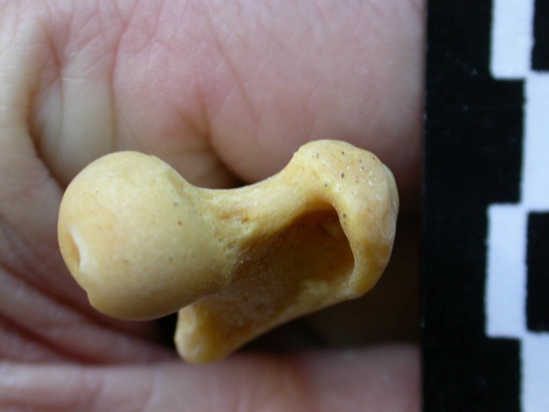 Femur: proximale part (6989 visits) Felis silvestris - Young adult - Right elementCollection: M.F.Bonifay, MMSH (donation M. Jeannet 197... Femur: proximale part