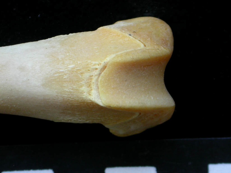 Femur: distal part (7518 visits) Felis silvestris - Young adult - Right elementCollection: M.F.Bonifay, MMSH (donation M. Jeannet 197... Femur: distal part