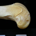Fs-Fedist3.JPG