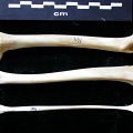 Fémur, tibia y fíbula (11152 visitas) Felis silvestris - Joven adulto - Elementos derechosColección : M.F.Bonifay, MMSH (donación M. Jea... Fémur, tibia y fíbula