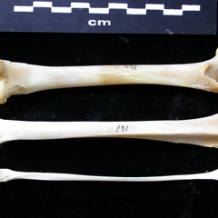 Fémur, tibia et fibula (11328 visites) Felis silvestris - Jeune adulte - Éléments droitsCollection : M.F.Bonifay, MMSH (don M. Jeannet 19... Fémur, tibia et fibula