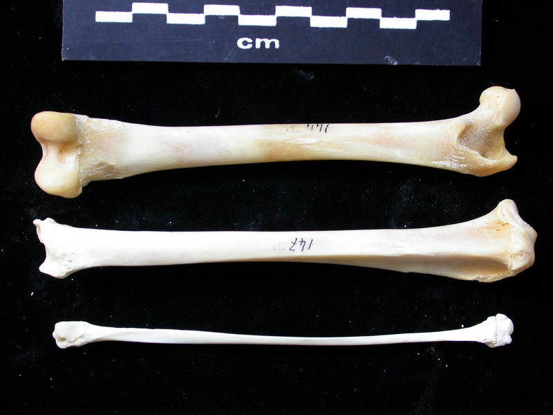 Fémur, tibia et fibula (11208 visites) Felis silvestris - Jeune adulte - Éléments droitsCollection : M.F.Bonifay, MMSH (don M. Jeannet 19... Fémur, tibia et fibula