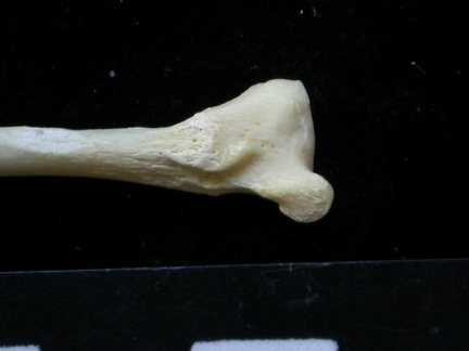 Fibula : partie distale (7529 visites) Felis silvestris - Jeune adulte - Élément droitCollection : M.F.Bonifay, MMSH (don M. Jeannet 1976... Fibula : partie distale