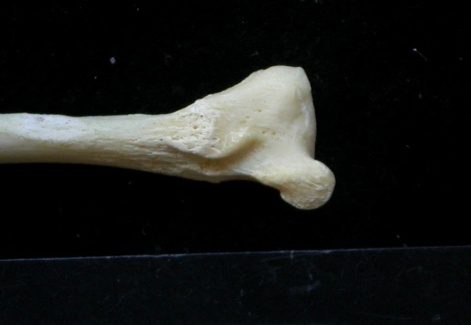 Fibula: distal part (2650 visits) Felis silvestris - Young adult - Right elementCollection: M.F.Bonifay, MMSH (donation M. Jeannet 197... Fibula: distal part