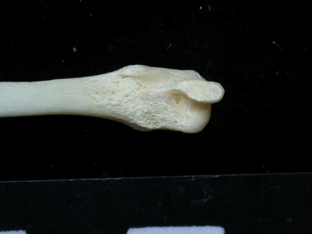 Fibula : partie distale (7495 visites) Felis silvestris - Jeune adulte - Élément droitCollection : M.F.Bonifay, MMSH (don M. Jeannet 1976... Fibula : partie distale