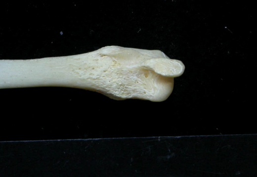 Fibula: distal part (2619 visits) Felis silvestris - Young adult - Right elementCollection: M.F.Bonifay, MMSH (donation M. Jeannet 197... Fibula: distal part