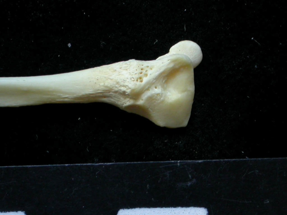 Fibula : partie distale (7532 visites) Felis silvestris - Jeune adulte - Élément droitCollection : M.F.Bonifay, MMSH (don M. Jeannet 1976... Fibula : partie distale