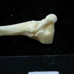 Fibula : partie distale (7528 visites) Felis silvestris - Jeune adulte - Élément droitCollection : M.F.Bonifay, MMSH (don M. Jeannet 1976... Fibula : partie distale