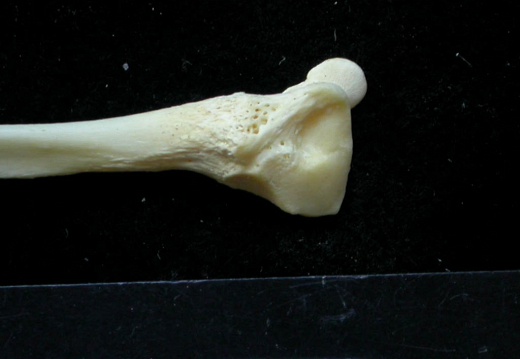 Fibula: distal part (7480 visits) Felis silvestris - Young adult - Right elementCollection: M.F.Bonifay, MMSH (donation M. Jeannet 197... Fibula: distal part