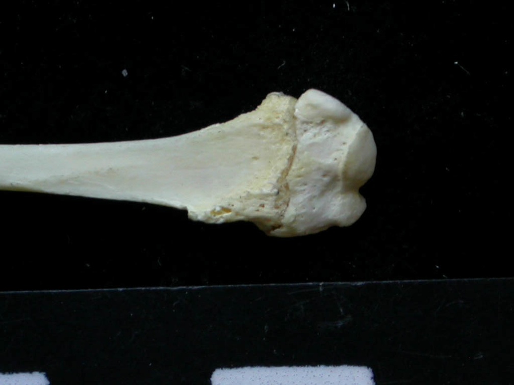 Fibula : partie proximale (7917 visites) Felis silvestris - Jeune adulte - Élément droitCollection : M.F.Bonifay, MMSH (don M. Jeannet 1976... Fibula : partie proximale