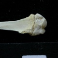 Fibula : partie proximale (7913 visites) Felis silvestris - Jeune adulte - Élément droitCollection : M.F.Bonifay, MMSH (don M. Jeannet 1976... Fibula : partie proximale