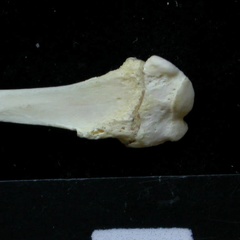 Fibula : partie proximale (7917 visites) Felis silvestris - Jeune adulte - Élément droitCollection : M.F.Bonifay, MMSH (don M. Jeannet 1976... Fibula : partie proximale