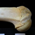 Fs-Huprox1.JPG