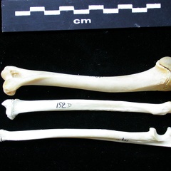 Humérus, radius et ulna (11687 visites) Felis silvestris - Jeune adulte - Éléments droitsCollection : M.F.Bonifay, MMSH (don M. Jeannet 19... Humérus, radius et ulna