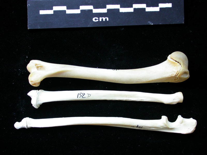 Humérus, radius et ulna (11681 visites) Felis silvestris - Jeune adulte - Éléments droitsCollection : M.F.Bonifay, MMSH (don M. Jeannet 19... Humérus, radius et ulna
