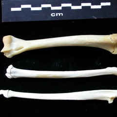 Humérus, radius et ulna (12113 visites) Felis silvestris - Jeune adulte - Éléments droitsCollection : M.F.Bonifay, MMSH (don M. Jeannet 19... Humérus, radius et ulna