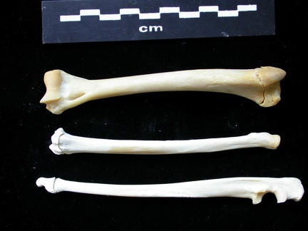 Humérus, radius et ulna (12113 visites) Felis silvestris - Jeune adulte - Éléments droitsCollection : M.F.Bonifay, MMSH (don M. Jeannet 19... Humérus, radius et ulna