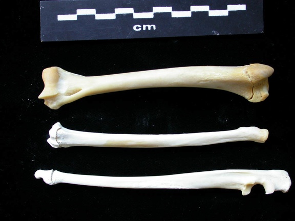 Humérus, radius et ulna (12089 visites) Felis silvestris - Jeune adulte - Éléments droitsCollection : M.F.Bonifay, MMSH (don M. Jeannet 19... Humérus, radius et ulna