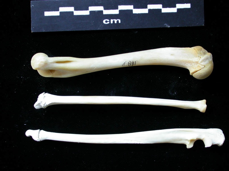 Humérus, radius et ulna (11993 visites) Felis silvestris - Jeune adulte - Éléments droitsCollection : M.F.Bonifay, MMSH (don M. Jeannet 19... Humérus, radius et ulna