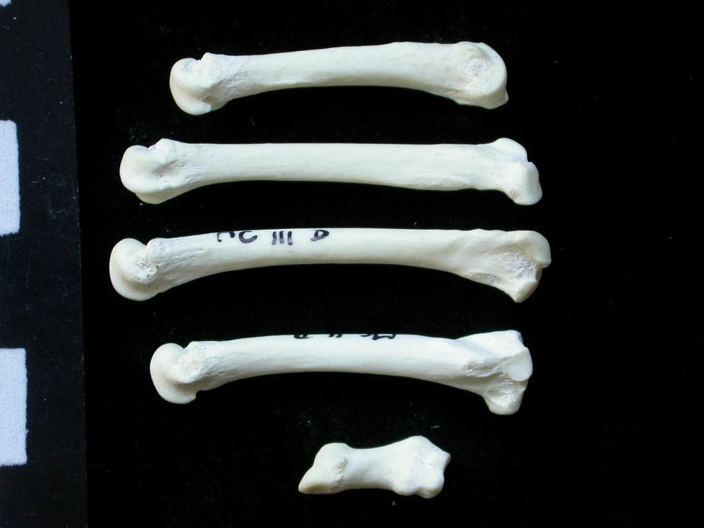 Métacarpiens (9368 visites) Felis silvestris - Jeune adulte - Éléments droitsCollection : M.F.Bonifay, MMSH (don M. Jeannet 19... Métacarpiens