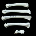 Métacarpiens (9434 visites) Felis silvestris - Jeune adulte - Éléments droitsCollection : M.F.Bonifay, MMSH (don M. Jeannet 19... Métacarpiens