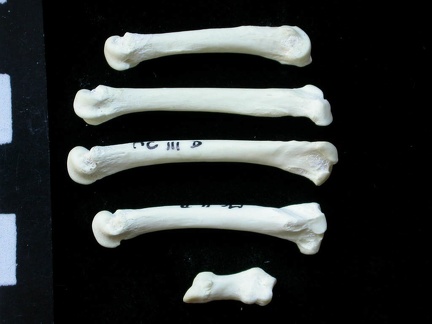 Métacarpiens (9366 visites) Felis silvestris - Jeune adulte - Éléments droitsCollection : M.F.Bonifay, MMSH (don M. Jeannet 19... Métacarpiens