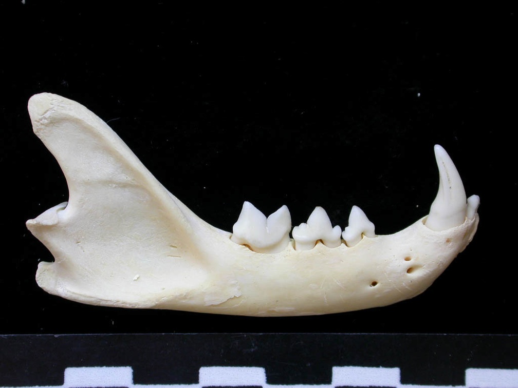 Mandibule (7708 visites) Felis silvestris - Jeune adulte - Élément droitCollection : M.F.Bonifay, MMSH (don M. Jeannet 1976... Mandibule