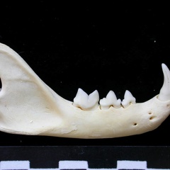 Mandibule (7711 visites) Felis silvestris - Jeune adulte - Élément droitCollection : M.F.Bonifay, MMSH (don M. Jeannet 1976... Mandibule
