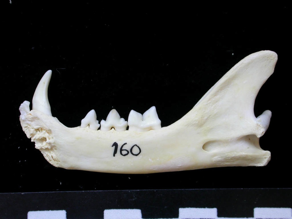 Mandibule (7135 visites) Felis silvestris - Jeune adulte - Élément droitCollection : M.F.Bonifay, MMSH (don M. Jeannet 1976... Mandibule