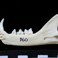 Mandibule (7197 visites) Felis silvestris - Jeune adulte - Élément droitCollection : M.F.Bonifay, MMSH (don M. Jeannet 1976... Mandibule