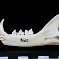 Mandibule