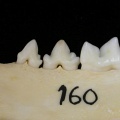 Lower teeth (7274 visits) Felis silvestris - Young adult - Right elementCollection: M.F.Bonifay, MMSH (donation M. Jeannet 197... Lower teeth