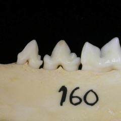 Dentición inferior (7270 visitas) Felis silvestris - Joven adulto - Elemento derechoColección : M.F.Bonifay, MMSH (donación M. Jeann... Dentición inferior