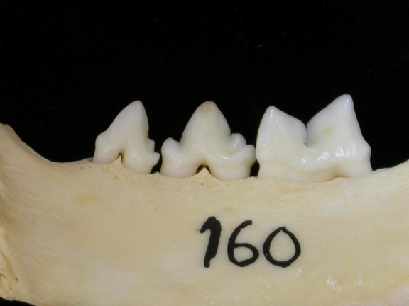 Dentition inférieure (7271 visites) Felis silvestris - Jeune adulte - Élément droitCollection : M.F.Bonifay, MMSH (don M. Jeannet 1976... Dentition inférieure