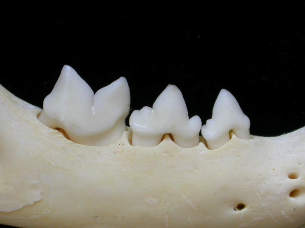 Dentition inférieure (7271 visites) Felis silvestris - Jeune adulte - Élément droitCollection : M.F.Bonifay, MMSH (don M. Jeannet 1976... Dentition inférieure