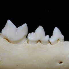 Dentición inferior (7268 visitas) Felis silvestris - Joven adulto - Elemento derechoColección : M.F.Bonifay, MMSH (donación M. Jeann... Dentición inferior