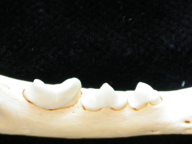 Dentition inférieure (7164 visites) Felis silvestris - Jeune adulte - Élément droitCollection : M.F.Bonifay, MMSH (don M. Jeannet 1976... Dentition inférieure