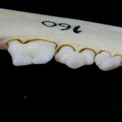 Dentición inferior (7076 visitas) Felis silvestris - Joven adulto - Elemento derechoColección : M.F.Bonifay, MMSH (donación M. Jeann... Dentición inferior