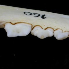 Dentición inferior