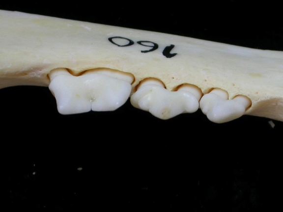 Dentition inférieure (7076 visites) Felis silvestris - Jeune adulte - Élément droitCollection : M.F.Bonifay, MMSH (don M. Jeannet 1976... Dentition inférieure