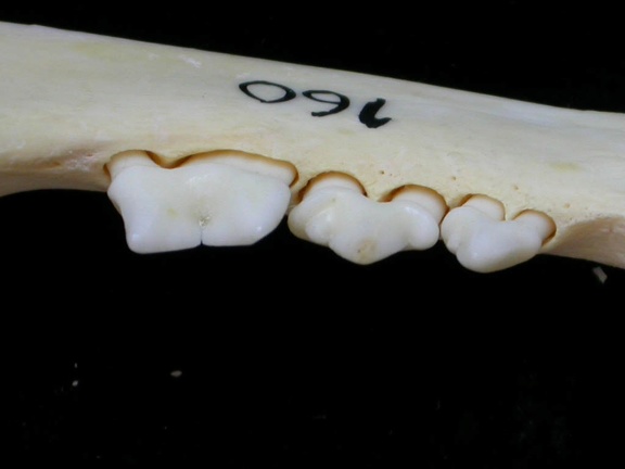 Lower teeth