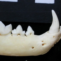 Dentición inferior (7459 visitas) Felis silvestris - Joven adulto - Elemento derechoColección : M.F.Bonifay, MMSH (donación M. Jeann... Dentición inferior