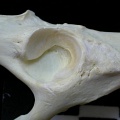 Coxal: acetabulum (10834 visits) Felis silvestris - Young adult - Right elementCollection: M.F.Bonifay, MMSH (donation M. Jeannet 197... Coxal: acetabulum